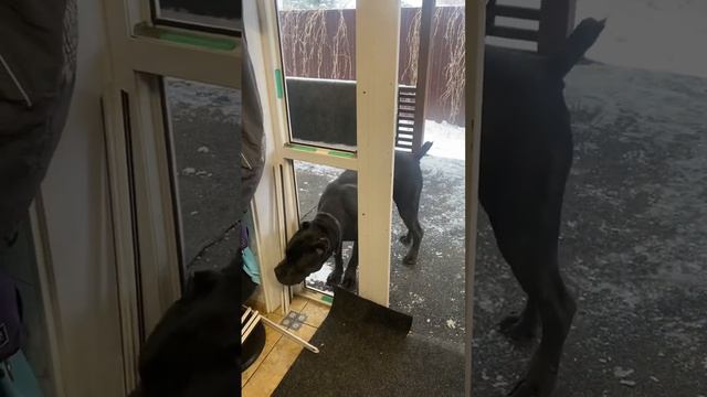 Талли 🤣🤣🤣 #tttt #cane #канекорсо #canecorso #canecorsoitaliano #канекорсоитальяно #кане смотреть онлайн