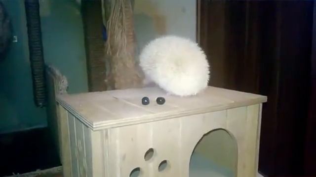 Африканский карликовый ёжик альбинос смотреть онлайн