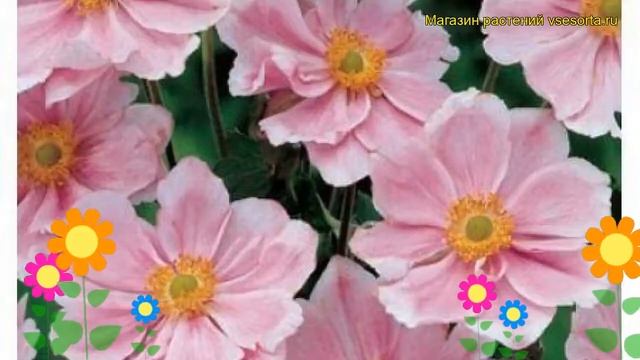 Анемона японская Макс Вогел. Краткий обзор, описание характеристик anemone japonica Max Vogel смотреть онлайн