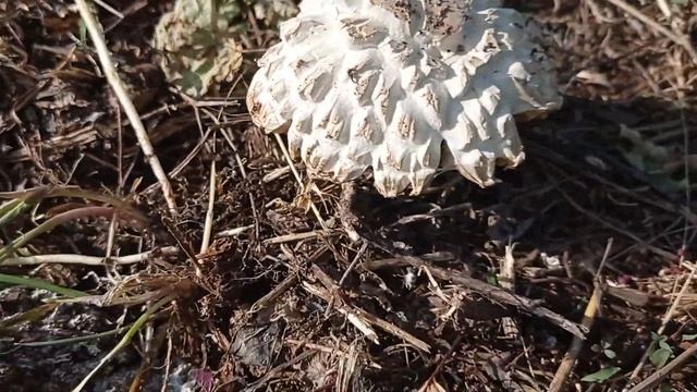 необычный гриб смотреть онлайн
