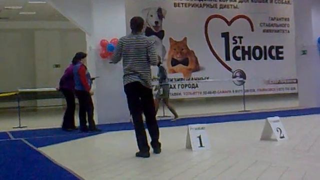 6_02_2010 Тольятти ВсРосс ринг уиппет.mp4 смотреть онлайн