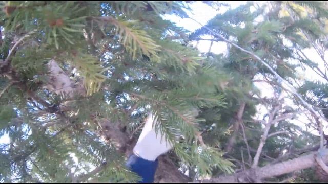 Гнездо сороки. Незваные гости. смотреть онлайн