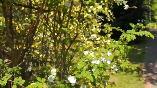 Rosa omeiensis 'Pteracantha' růže omejská смотреть онлайн