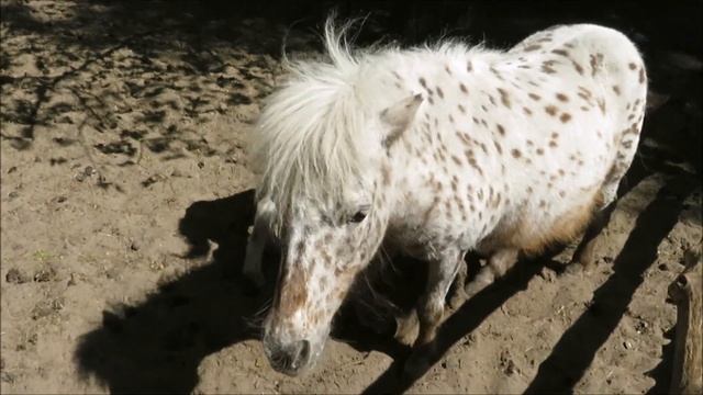 У пони пополнение 19.05.2023