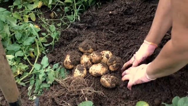#Уборка #раннего картофеля #КОЛОМБО#colombo Potato#продажасеменногокартофеля