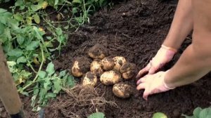 #Уборка #раннего картофеля #КОЛОМБО#colombo potato#продажасеменногокартофеля