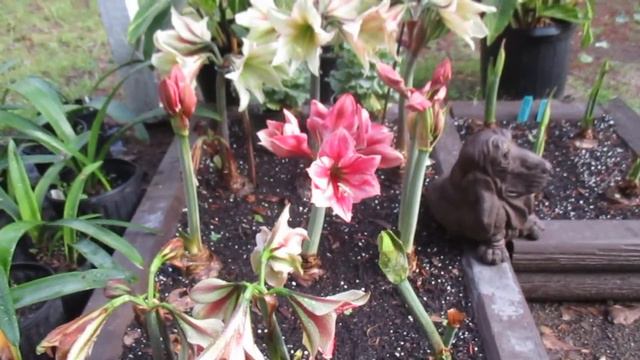 Bed of Amaryllis Hippeastrum смотреть онлайн
