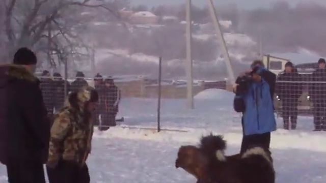 ТИГР ДОМБАЙ смотреть онлайн