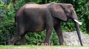 Учим названия диких животных и слушаем их звуки