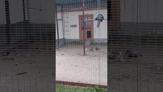 Птичник Святогорской Лавры, 2021г. смотреть онлайн