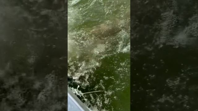 Сход красной рыбы