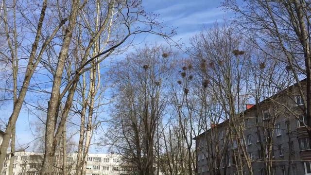 Вороны в гнёздах на верхушках деревьев. ...Колышутся на ветру... 08.05.2017, 08:25 смотреть онлайн