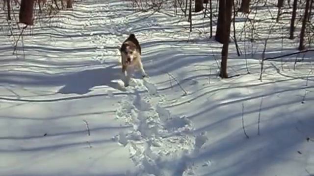 Туркменские Алабаи смотреть онлайн