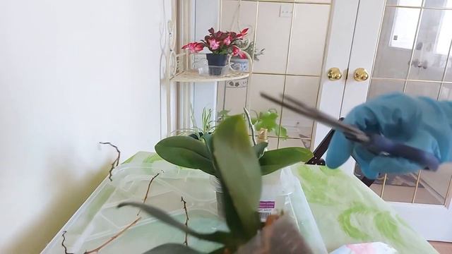 把特价蝴蝶兰打理成小清新 Make the special Phalaenopsis look fresh and fresh смотреть онлайн