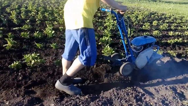 Окучивание картошки Мотокультиватор Крот мотоблок часть вторая - финал смотреть онлайн