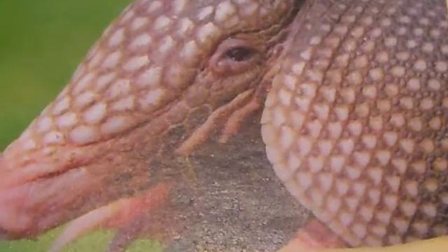 Броненосцы