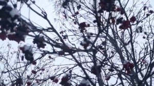 Перовы// Почему семья Ани так странно относится к Васе? // Обзор видео//