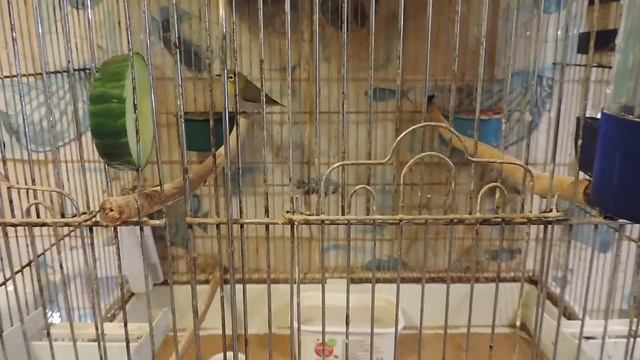 Zosterops japonicus- ЯПОНСКАЯ БЕЛОГЛАЗКА смотреть онлайн