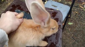 Забой кролика 80 дней.