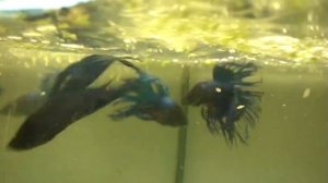 РЫБКИ ПЕТУШКИ ДЕРУТСЯ! Бои без правил!