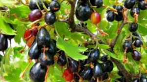 И в саду,  и в огороде - 20.12.21 Золотистая смородина