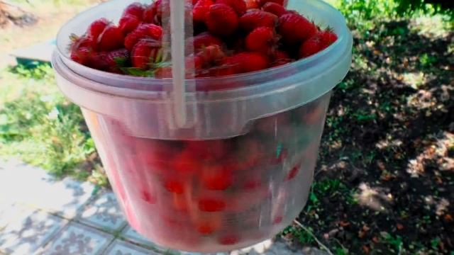 #Ульяновск 20.06.20г. Для нас дачный сезон заканчивается/Много клубники смотреть онлайн