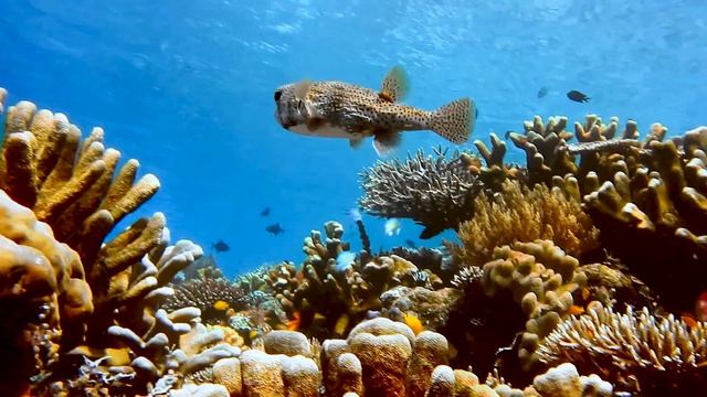 4k Fish Aquarium 4K Water Sound. The most Beautiful & Rare 4k Underwater Creature, 4k Ultra HD. смотреть онлайн