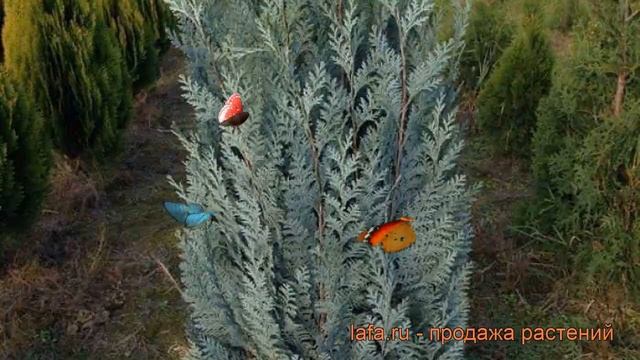 Кипарисовик лавсона Пелтс Блю ? обзор: как сажать, саженцы кипарисовика Пелтс Блю смотреть онлайн
