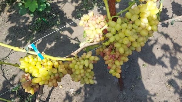 Виноград Роза Ранняя