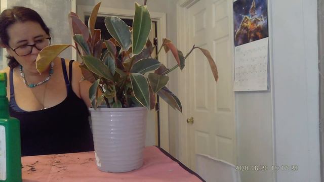 How to Rescue a Ficus Tineke смотреть онлайн
