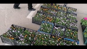 Цветочный рынок Краснодар  Обзор 4 апреля