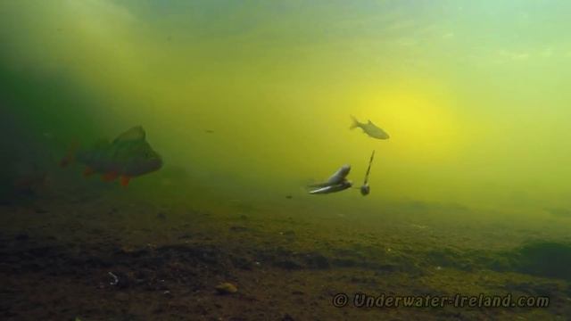 How to film fishing underwater. Catching perch with dead baits. Подводная рыбалка окунь. смотреть онлайн