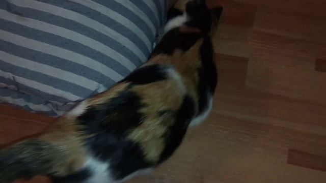 МусЯ с длинными лапами до этого чесла до так к коту просилося всю хату по периметру мочей обдала смотреть онлайн