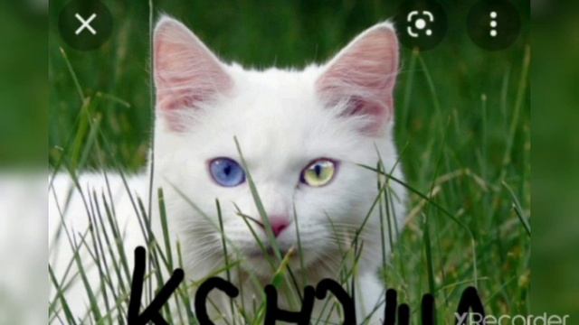 Если бы девочки были кошками смотреть онлайн