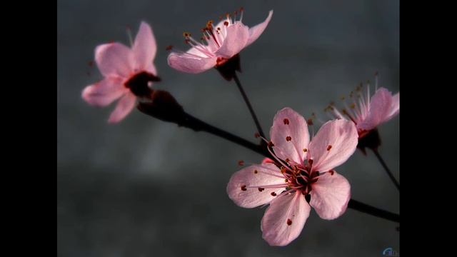 Предмедитация Добро пожаловать в Жизнь смотреть онлайн