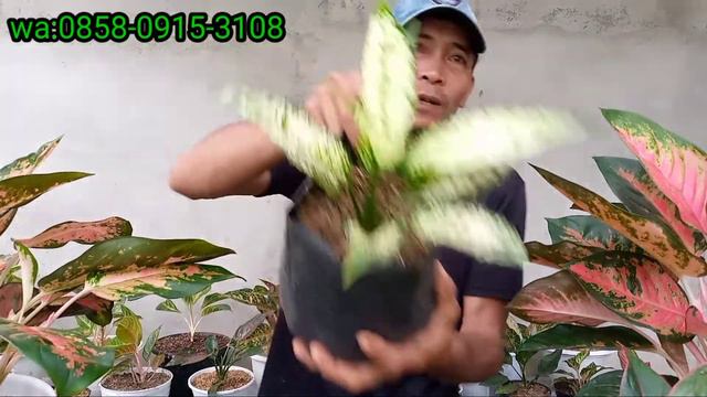 OBRAL AGLONEMA ‼️ смотреть онлайн