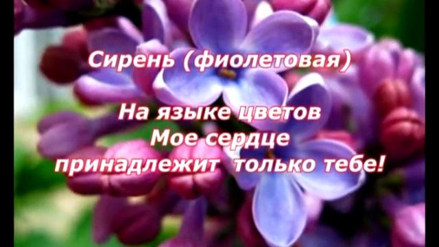 № 11. Язык Растений и Цветов (часть третья П-Я). смотреть онлайн