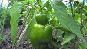 ЭТО ЛУЧШИЙ СОРТ СЛАДКОГО ПЕРЕЦА. Заслуживший титул самого холодоустойчивого сорта перца. Урожай 100