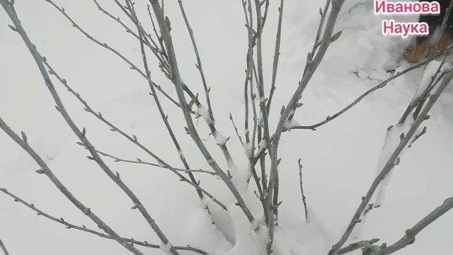 Как сработала бургундская жидкость, что сейчас сделать со смородиной и как важно не спешить! смотреть онлайн