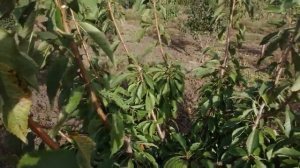 Обрезка черешни осенью.