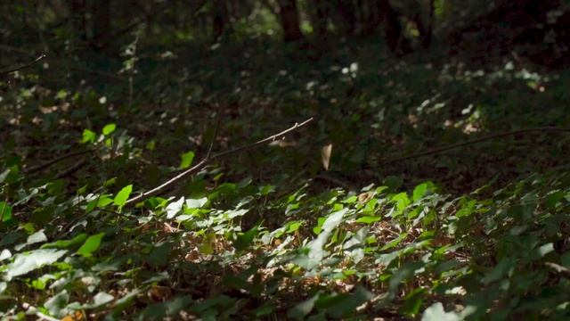 Speckled wood butterfly - Our woods, our wildlife | Woodland Trust смотреть онлайн