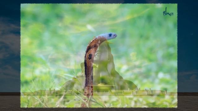 Sadhguru AUM Chanting With Bell Sound | 108 Times | सधगुरु ॐ जप मंत्र | #Sadhguru #Meditation #AUM