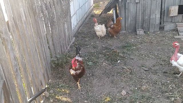 Голошейки. Пополнение в стаде, купили петуха. смотреть онлайн
