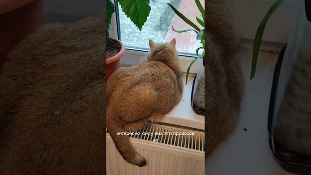 Тоша наблюдает за пиром у ворон?