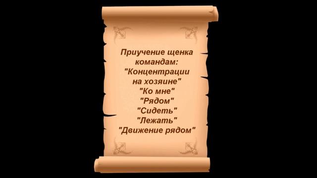 Обучение и развитие щенка Стаффордширский терьер 4 месяца смотреть онлайн