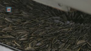 Цех по производству семечек, единственный в Хакасии. Какой путь проходят семена