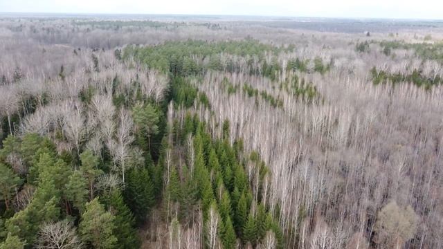Белорусское Полесье. Первая весна в Старобинском заказнике смотреть онлайн