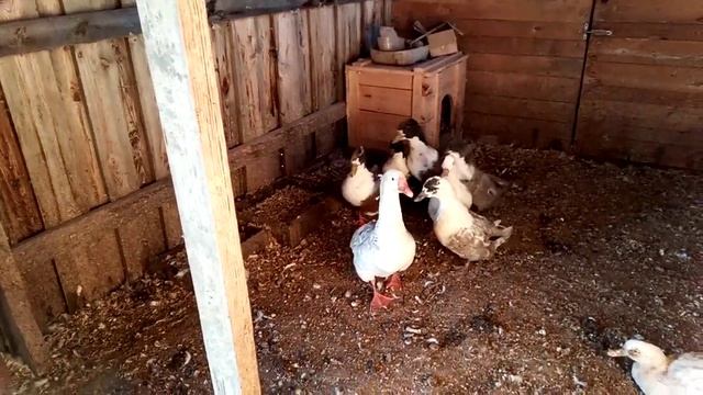 Пьяные гуси и утки мало , чем отличаются от пьяных людей... смотреть онлайн