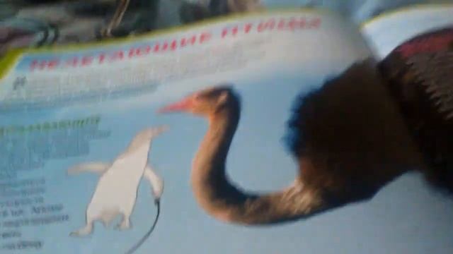 топ-10 самых больших птиц в мире!