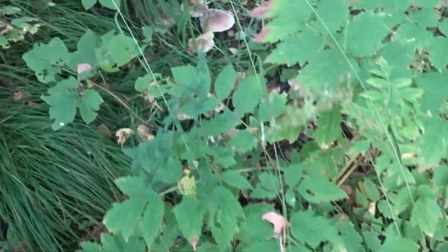 Неизвестные грибы. Много!